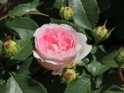 Beetrose 'Kurfürstin Sophie' ® -Edelrosen Geschaft beetrose kurfuerstin sophie m056211 w 1