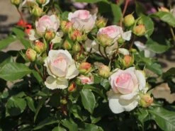 Beetrose 'Kurfürstin Sophie' ® -Edelrosen Geschaft beetrose kurfuerstin sophie m056211 w 10