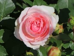 Beetrose 'Kurfürstin Sophie' ® -Edelrosen Geschaft beetrose kurfuerstin sophie m056211 w 2