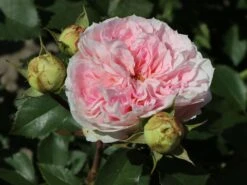 Beetrose 'Kurfürstin Sophie' ® -Edelrosen Geschaft beetrose kurfuerstin sophie m056211 w 4