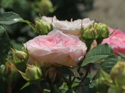 Beetrose 'Kurfürstin Sophie' ® -Edelrosen Geschaft beetrose kurfuerstin sophie m056211 w 5