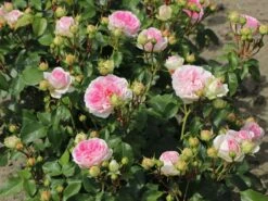 Beetrose 'Kurfürstin Sophie' ® -Edelrosen Geschaft beetrose kurfuerstin sophie m056211 w 8