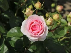 Beetrose 'Kurfürstin Sophie' ® -Edelrosen Geschaft beetrose kurfuerstin sophie m056211 w 9