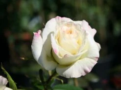 Beetrose 'La Paloma 85' -Edelrosen Geschaft beetrose la paloma 85 m005690 w 1