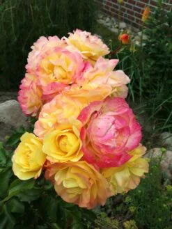 Beetrose 'Lampion' ® -Edelrosen Geschaft beetrose lampion m094426 555107 0