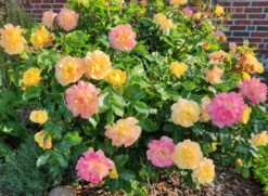 Beetrose 'Lampion' ® -Edelrosen Geschaft beetrose lampion m094426 555107 1