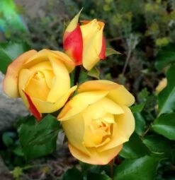 Beetrose 'Lampion' ® -Edelrosen Geschaft beetrose lampion m094426 555107 2