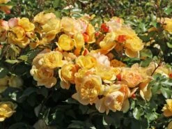 Beetrose 'Lampion' ®