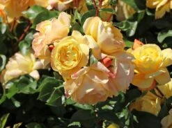 Beetrose 'Lampion' ® -Edelrosen Geschaft beetrose lampion m094426 w 0