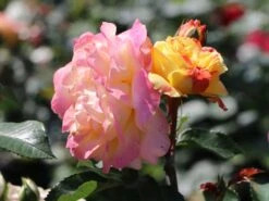 Beetrose 'Lampion' ® -Edelrosen Geschaft beetrose lampion m094426 w 4