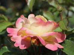 Beetrose 'Lampion' ® -Edelrosen Geschaft beetrose lampion m094426 w 9