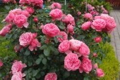 Beetrose 'Leonardo Da Vinci' ® 39 Beetrose 'Leonardo Da Vinci' ® -Edelrosen Geschaft beetrose leonardo da vinci m002628 679254 0