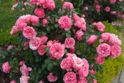 Beetrose 'Leonardo Da Vinci' ® 38 Beetrose 'Leonardo Da Vinci' ® -Edelrosen Geschaft beetrose leonardo da vinci m002628 679254 1