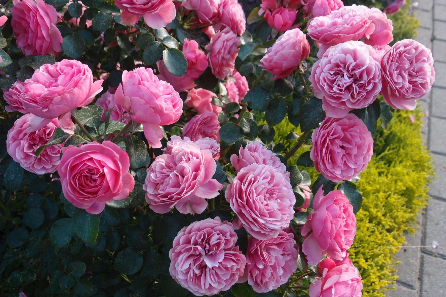 Beetrose 'Leonardo Da Vinci' ® 18 Beetrose 'Leonardo Da Vinci' ® – Bild 18