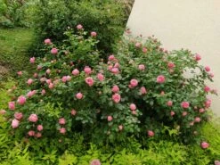 Beetrose 'Leonardo Da Vinci' ® 34 Beetrose 'Leonardo Da Vinci' ® -Edelrosen Geschaft beetrose leonardo da vinci m002628 749859 0