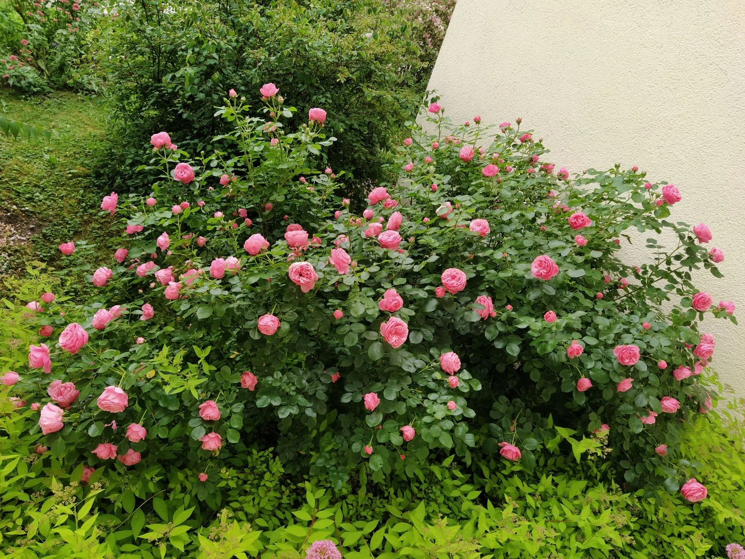 Beetrose 'Leonardo Da Vinci' ® 15 Beetrose 'Leonardo Da Vinci' ® – Bild 15