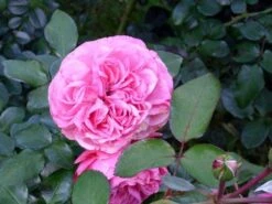 Beetrose 'Leonardo Da Vinci' ® 35 Beetrose 'Leonardo Da Vinci' ® -Edelrosen Geschaft beetrose leonardo da vinci m002628 756811 0