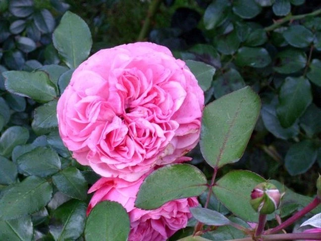 Beetrose 'Leonardo Da Vinci' ® 16 Beetrose 'Leonardo Da Vinci' ® – Bild 16