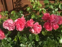 Beetrose 'Leonardo Da Vinci' ® 36 Beetrose 'Leonardo Da Vinci' ® -Edelrosen Geschaft beetrose leonardo da vinci m002628 991391 0