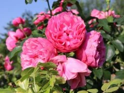 Beetrose 'Leonardo Da Vinci' ®