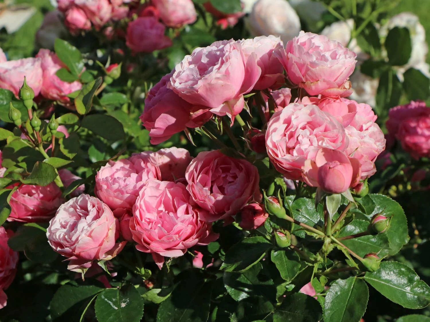 Beetrose 'Leonardo Da Vinci' ® 2 Beetrose 'Leonardo Da Vinci' ® – Bild 2