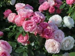 Beetrose 'Leonardo Da Vinci' ® 32 Beetrose 'Leonardo Da Vinci' ® -Edelrosen Geschaft beetrose leonardo da vinci m002628 w 1