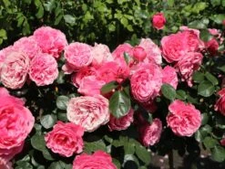 Beetrose 'Leonardo Da Vinci' ® 22 Beetrose 'Leonardo Da Vinci' ® -Edelrosen Geschaft beetrose leonardo da vinci m002628 w 10