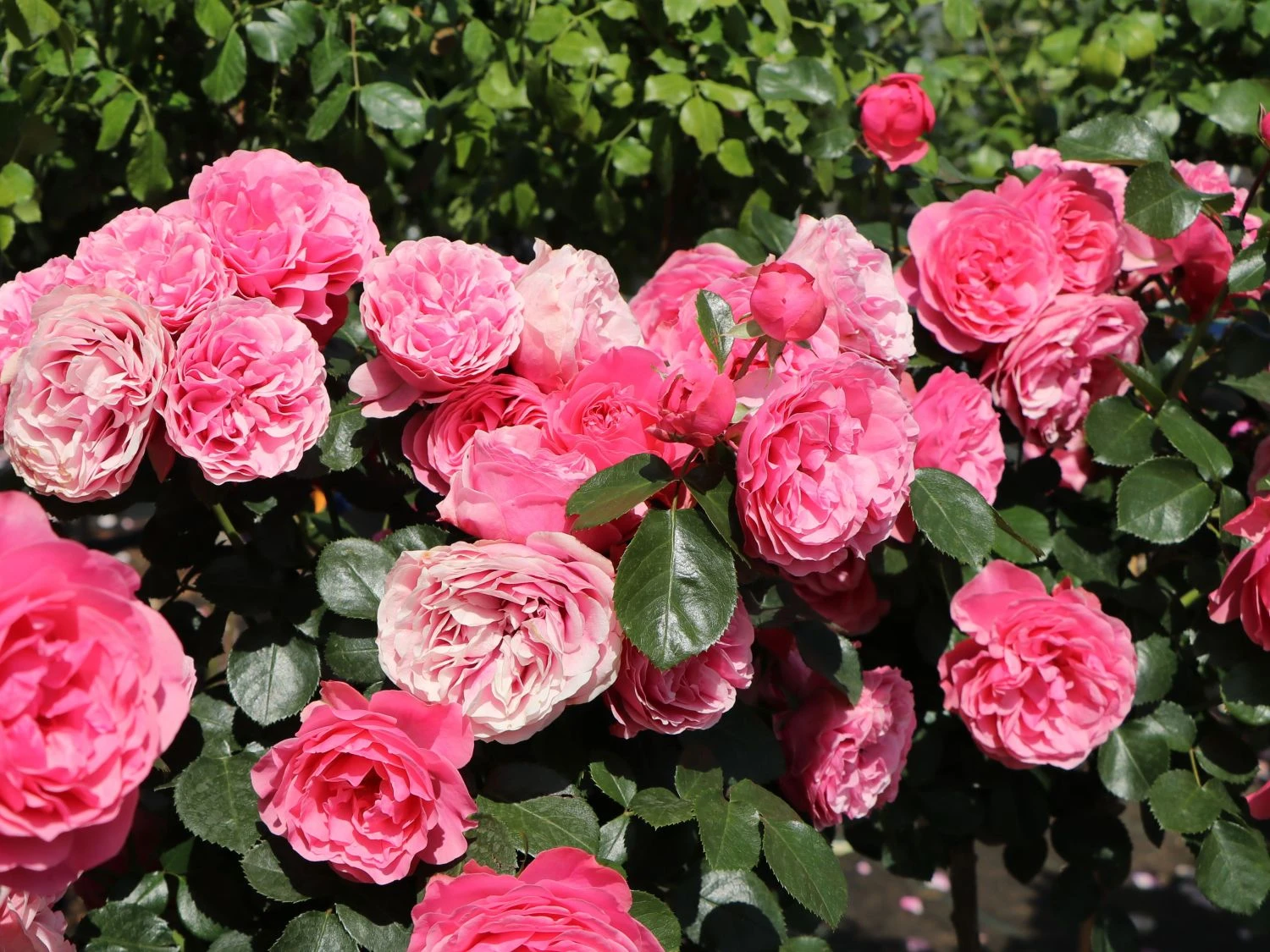 Beetrose 'Leonardo Da Vinci' ® 3 Beetrose 'Leonardo Da Vinci' ® – Bild 3