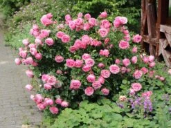 Beetrose 'Leonardo Da Vinci' ® 23 Beetrose 'Leonardo Da Vinci' ® -Edelrosen Geschaft beetrose leonardo da vinci m002628 w 11