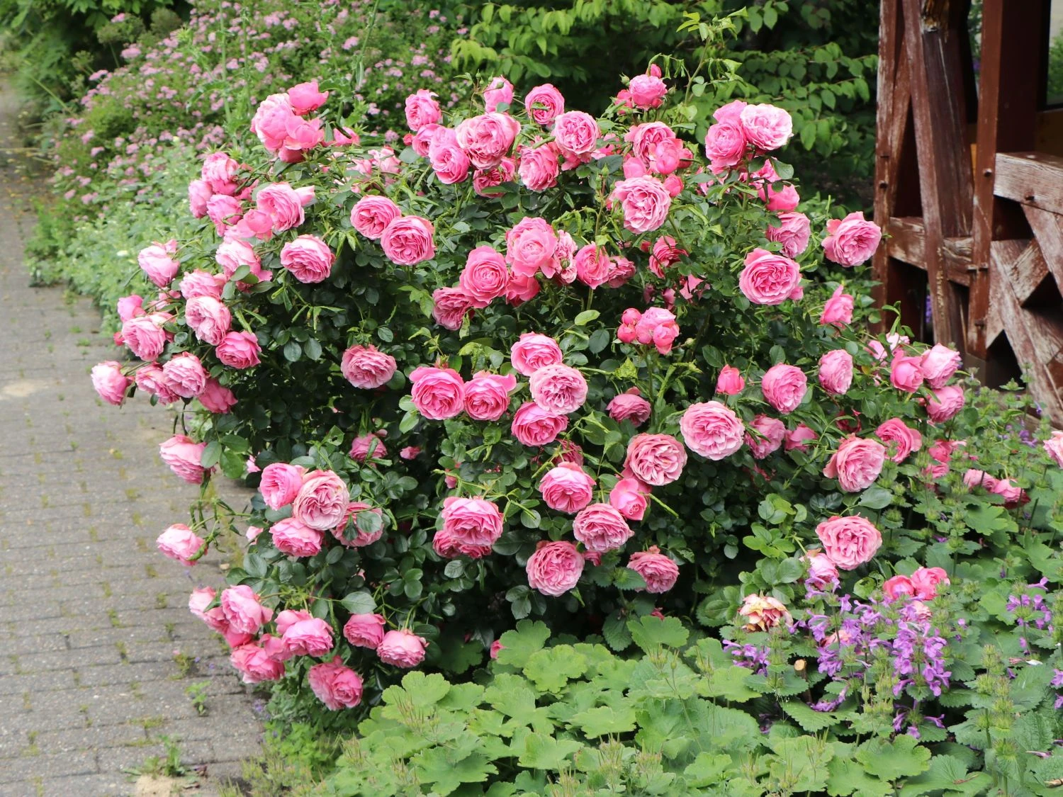 Beetrose 'Leonardo Da Vinci' ® 4 Beetrose 'Leonardo Da Vinci' ® – Bild 4