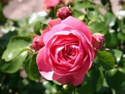 Beetrose 'Leonardo Da Vinci' ® 31 Beetrose 'Leonardo Da Vinci' ® -Edelrosen Geschaft beetrose leonardo da vinci m002628 w 2