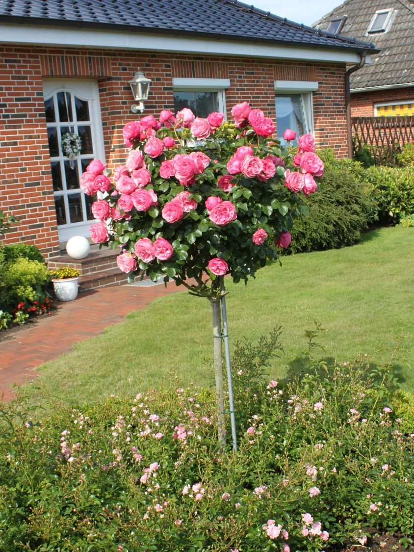 Beetrose 'Leonardo Da Vinci' ® 6 Beetrose 'Leonardo Da Vinci' ® – Bild 6