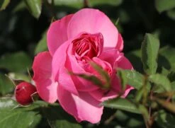 Beetrose 'Leonardo Da Vinci' ® 26 Beetrose 'Leonardo Da Vinci' ® -Edelrosen Geschaft beetrose leonardo da vinci m002628 w 4