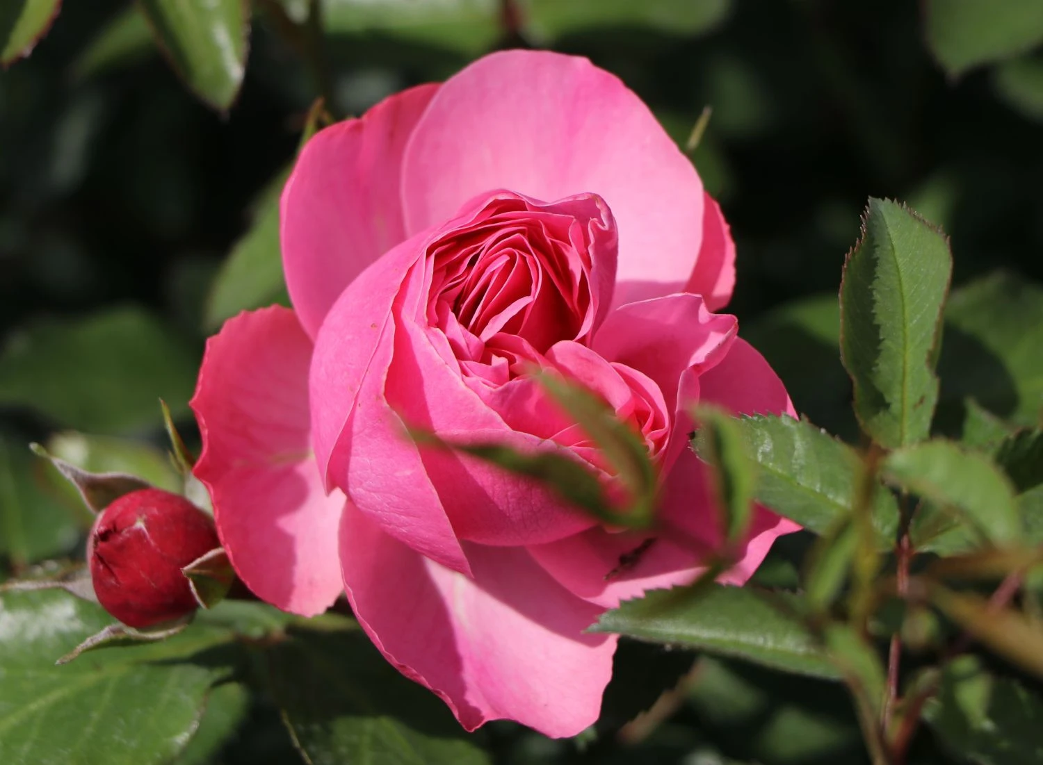 Beetrose 'Leonardo Da Vinci' ® 7 Beetrose 'Leonardo Da Vinci' ® – Bild 7