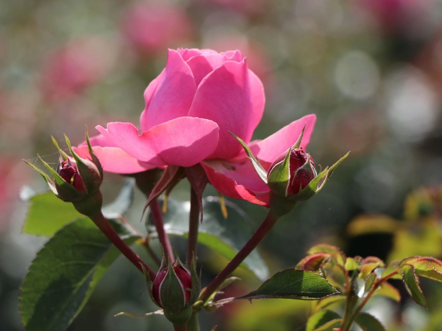 Beetrose 'Leonardo Da Vinci' ® 5 Beetrose 'Leonardo Da Vinci' ® – Bild 5