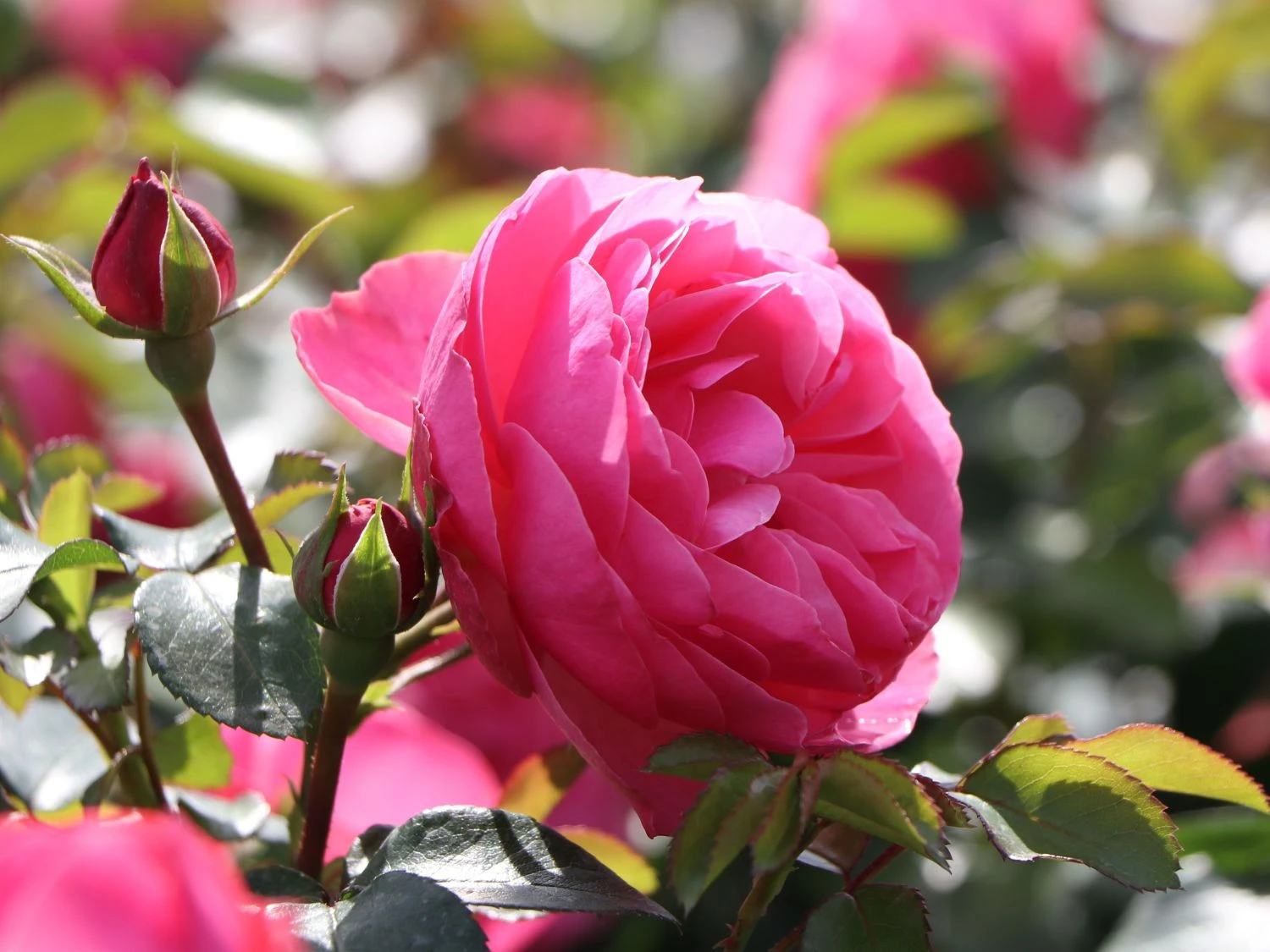 Beetrose 'Leonardo Da Vinci' ® 9 Beetrose 'Leonardo Da Vinci' ® – Bild 9