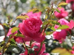 Beetrose 'Leonardo Da Vinci' ® 27 Beetrose 'Leonardo Da Vinci' ® -Edelrosen Geschaft beetrose leonardo da vinci m002628 w 7