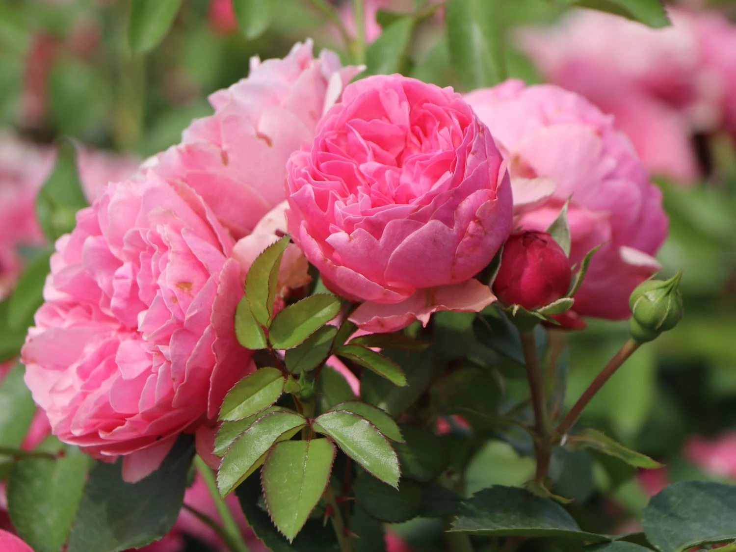 Beetrose 'Leonardo Da Vinci' ® 10 Beetrose 'Leonardo Da Vinci' ® – Bild 10