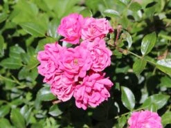 Beetrose 'Lovely Fairy' ®