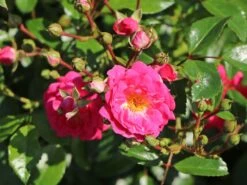 Beetrose 'Lovely Fairy' ® -Edelrosen Geschaft beetrose lovely fairy m005732 w 0 1