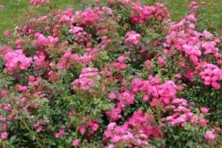 Beetrose 'Lovely Fairy' ® -Edelrosen Geschaft beetrose lovely fairy m005732 w 0