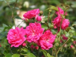 Beetrose 'Lovely Fairy' ® -Edelrosen Geschaft beetrose lovely fairy m005732 w 1 1