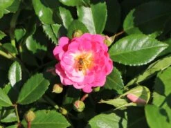 Beetrose 'Lovely Fairy' ® -Edelrosen Geschaft beetrose lovely fairy m005732 w 1