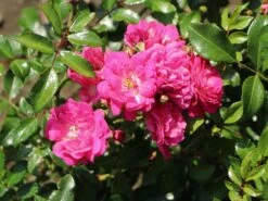 Beetrose 'Lovely Fairy' ® -Edelrosen Geschaft beetrose lovely fairy m005732 w 3