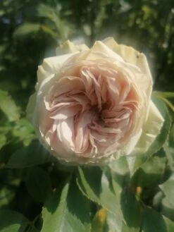 Beetrose 'Lovely Green' -Edelrosen Geschaft beetrose lovely green m003474 1020094 0