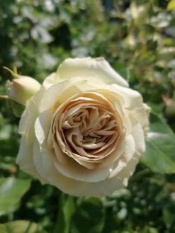 Beetrose 'Lovely Green' -Edelrosen Geschaft beetrose lovely green m003474 1020094 1