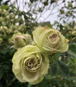 Beetrose 'Lovely Green' -Edelrosen Geschaft beetrose lovely green m003474 697660 0