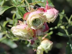 Beetrose 'Lovely Green' -Edelrosen Geschaft beetrose lovely green m003474 w 3