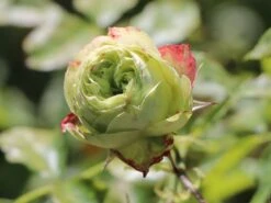 Beetrose 'Lovely Green' -Edelrosen Geschaft beetrose lovely green m003474 w 5