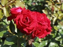 Beetrose 'Lübecker Rotspon ®' 17 Beetrose 'Lübecker Rotspon ®' -Edelrosen Geschaft beetrose luebecker rotspon m005698 w 0